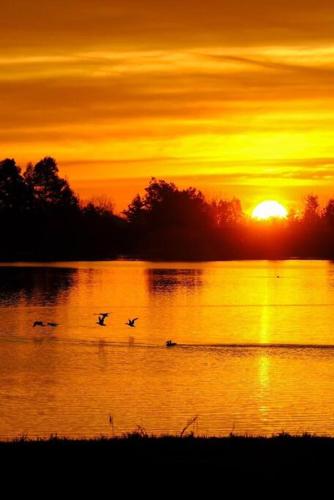 a group of birds flying over a lake at sunset at Cabaña descanso naturaleza in Colbún
