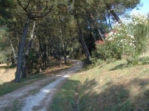 un camino de tierra en medio de un bosque en Ferienwohnung für 8 Personen ca 170 qm in Fauglia, Toskana Etruskische Küste, en Fauglia