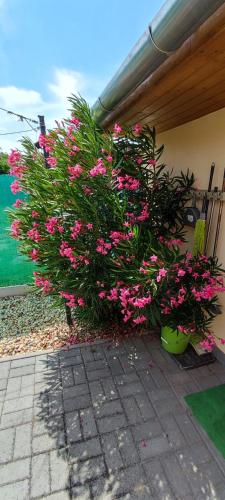a bunch of pink flowers in a yard at Limonádé Apartman AC Agárd Élményfürdő mellett in Gárdony