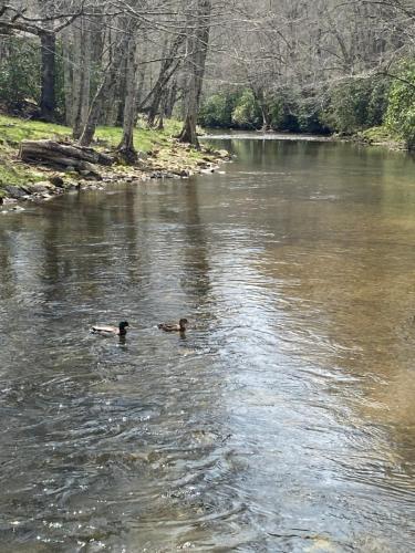 two ducks swimming in the water on a river at River Run Cottage Modern 2BR Waterfront Retreat in Linville Land Harbor in Newland