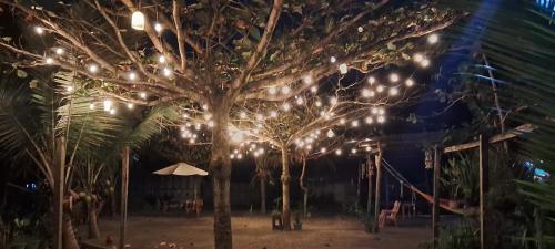 un arbre avec des lumières de Noël sur lui la nuit dans l'établissement Casa Maya, à La Viña