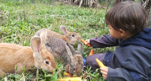 a young boy feeding two rabbits with carrots at Finca Agroturística El Portal in Gachetá