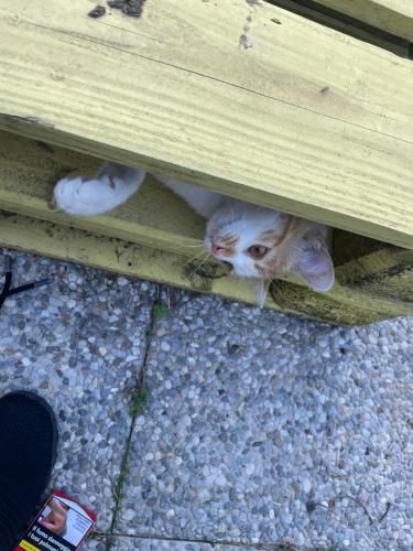 two cats are hiding under a wooden bench at Il giardino di Emilia - Intero appartamento in villa con giardino privato e piscina estiva in Pontirolo Nuovo