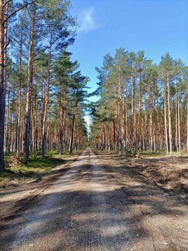 an empty road in the middle of a forest at Leśniczówka in Rządza