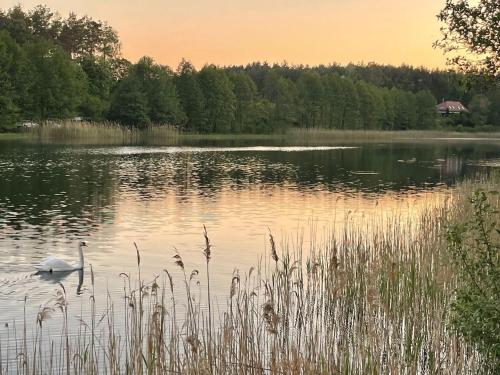 a swan swimming in a lake at sunset at Ferienhaus JULKA am See mit Kamin & WLAN - Domek Letniskowy JULKA in Teerau