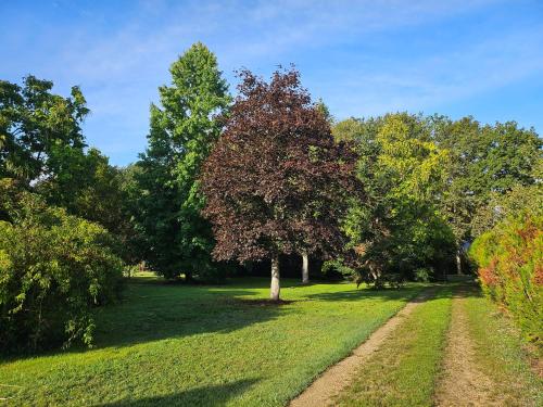 un arbre dans un champ avec un chemin de terre dans l'établissement Les chambres d'Estelle, à Guécélard
