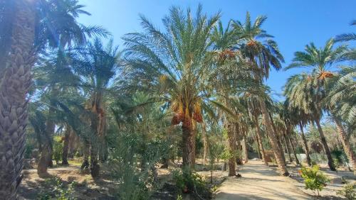 a row of palm trees in a park at Dar Ranim Tozeur in Tozeur