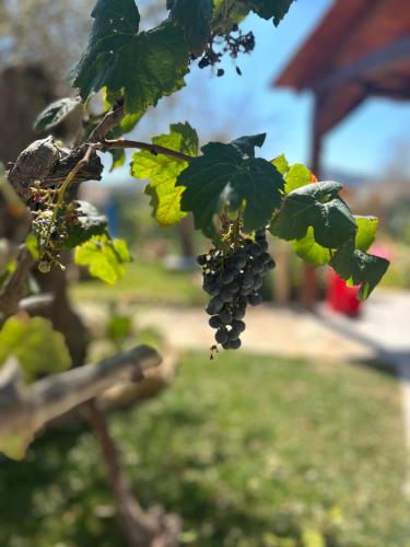 a bunch of black grapes hanging from a tree at Casa Bea in Palmadula