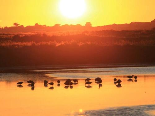 a flock of ducks swimming in the water at sunset at Gîte Charmant en Brière: Proche Guérande, Jardin Privé, 2 Chambres - FR-1-306-941 in Saint-Lyphard
