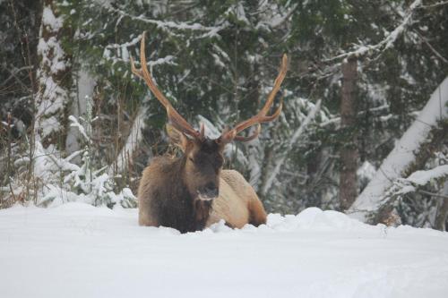 a moose with large antlers laying in the snow at Cottonwood#2 in Youbou