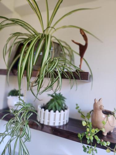 a shelf with plants and other plants on it at Spirit Of The River Lodge in Cusco