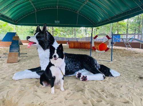 two dogs laying on the beach under a green umbrella at Baan Suan Khiriwong 2-BR Villa บ้านสวนคีรีวงศ์ in Khao Yoi