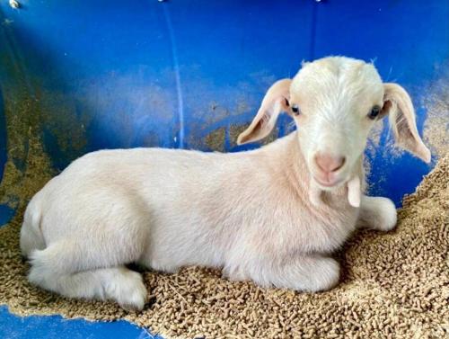 a small white lamb laying on the floor at Baan Suan Khiriwong 2-BR Villa บ้านสวนคีรีวงศ์ in Khao Yoi