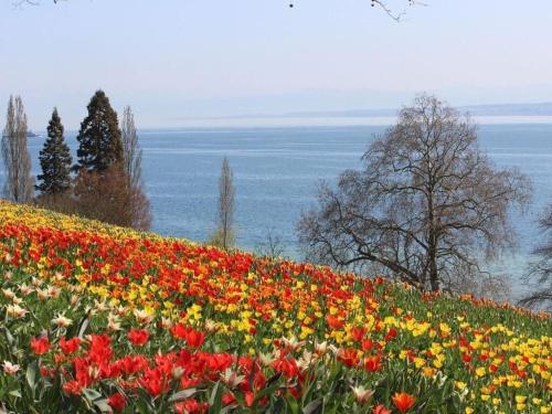 a field of flowers with the ocean in the background at Holiday apartment 3 in the holiday home Sandra in Hörbranz