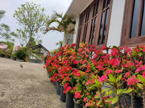 a row of flowers outside of a building at Shunyu Homestay, Mima in Kohīma