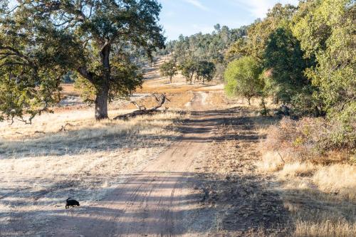 a black dog walking down a dirt road at Rolling Oaks Ranch - 200 Acres of Lakeside Beauty & Countryside Serenity in Mariposa