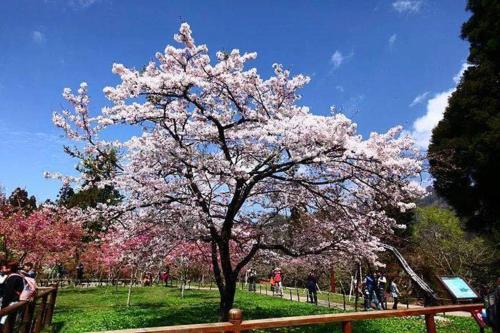 a tree with pink flowers on it in a park at Dafong Hotel in Zhongzheng