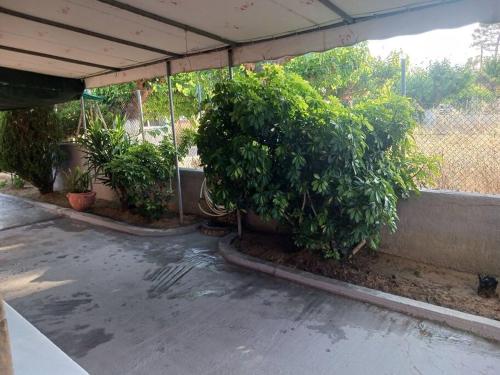a group of potted plants in a patio at ΕΥΧΆΡΙΣΤΗ ΔΙΑΜΟΝΉ in Pýrgos