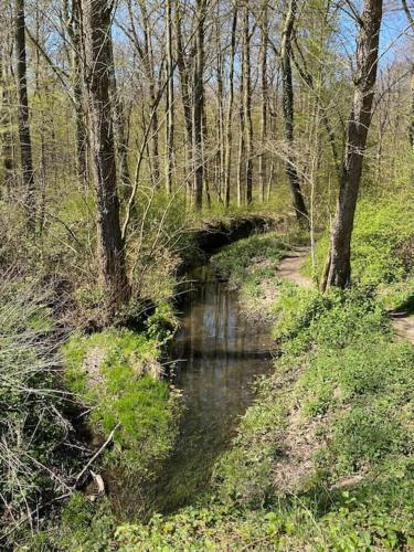 a stream in a wooded area with trees and a creek at Chez mémé d'Hecq in Hecq