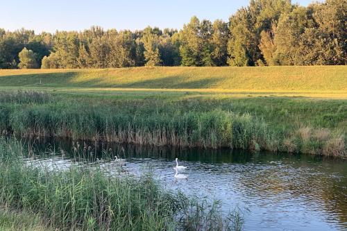 two swans swimming in a pond in a field at Hotel Ponteo - Activity Park in Bratislava