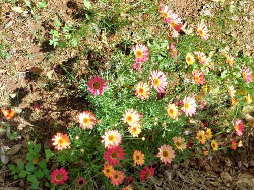 a bunch of colorful flowers in the grass at Boheme studio Artemis in Áyios Spirídhon