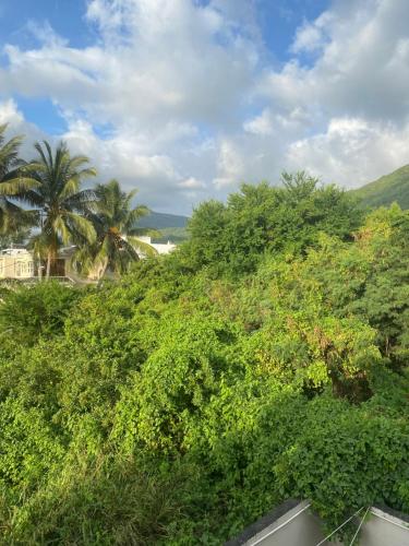 a view of a bunch of bushes and palm trees at Le Colonial Cocoon Apartement 2 in La Gaulette