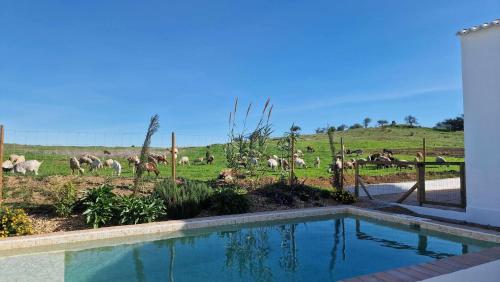 a swimming pool with a herd of animals in a field at Milagres de Santa Rita in Vila Nova De Cacela