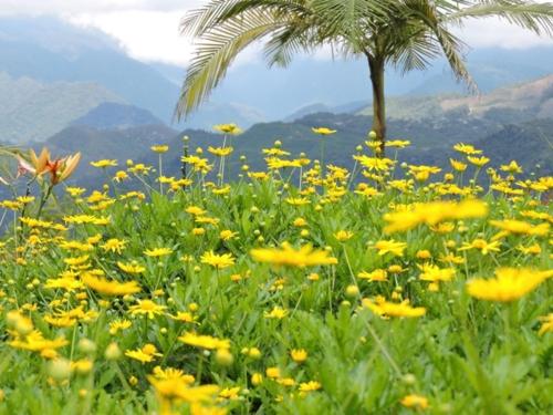 a field of yellow flowers with a palm tree at Hotel Reserva Monarca in Salento