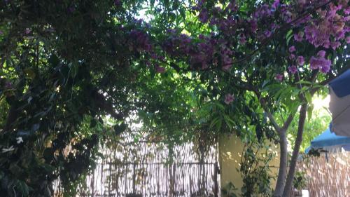 een boom met paarse bloemen voor een hek bij Roterapium in Almadraba