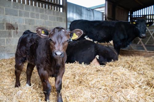 um grupo de vacas em feno num celeiro em The Old Tractor Shed em Cheltenham