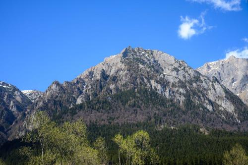 a large mountain with trees in front of it at Cross Caraiman View 1 in Buşteni