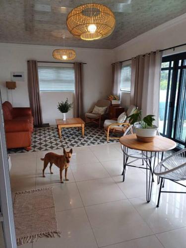 a dog standing in the middle of a living room at Lanaria 9, Betty's Bay in Clareport