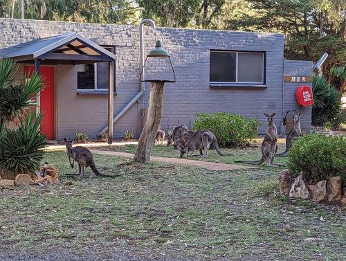 Animales en la casa o chalet o alrededores