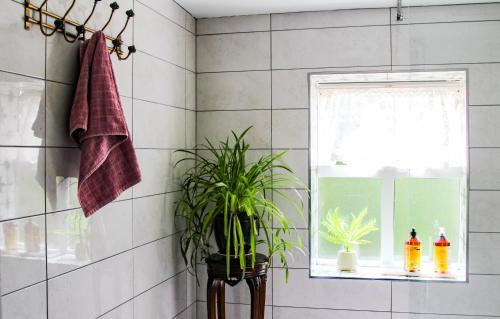 a bathroom with a potted plant and a window at Boss’s farmhouse in Valentia Island