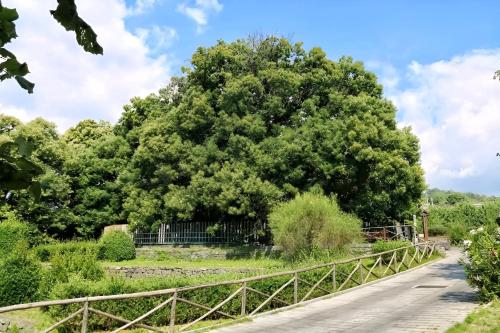 a bridge over a river with a large tree at Casa Vacanze Etna Sunset in Giarre