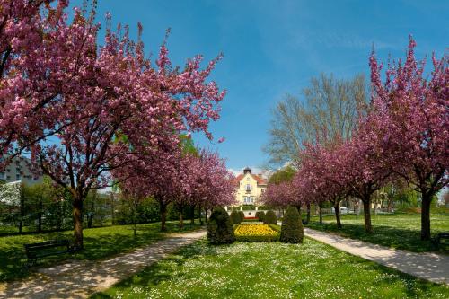 a row of trees with pink flowers in front of a house at Cityhotel am Domplatz Self-CheckIn in Klagenfurt