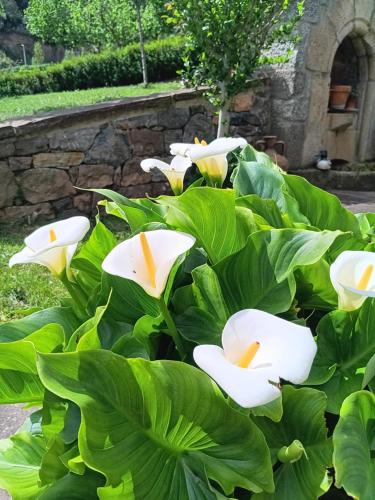 a group of white flowers in a garden at Hotel Finca Malvasia - Adults only in Cabezón de Liébana