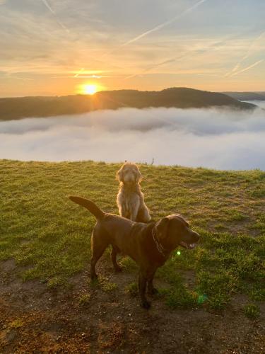 a dog standing on top of a hill with a foggy field at Chalet Lasserg in Münstermaifeld