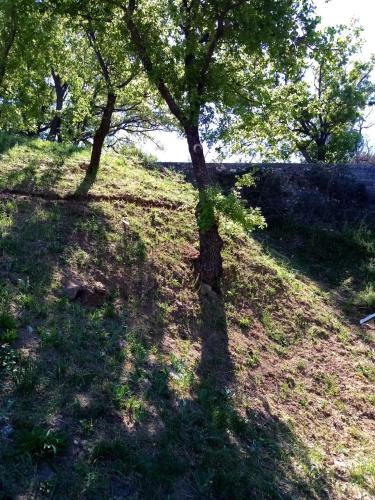 a tree on top of a grassy hill with trees at Glamping - La Giara in San Demetrio Corone