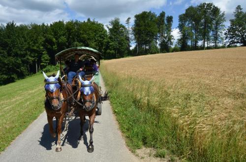 a horse drawn carriage on a path next to a field at Wirtshaus Rütihof in Gränichen