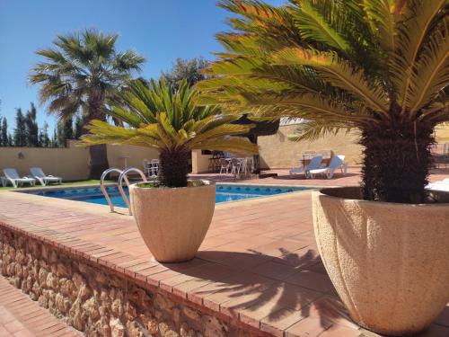 dos palmeras en macetas junto a una piscina en Casa Maleda, en Hornachuelos