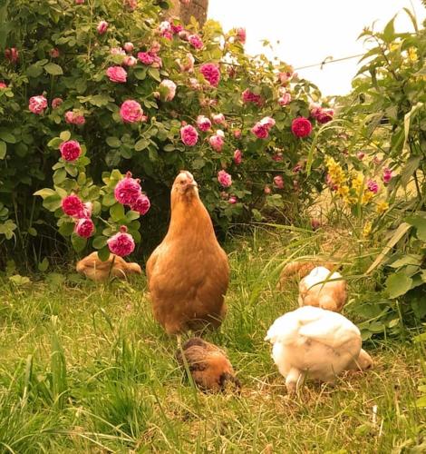 two chickens are standing in the grass near flowers at Studniska Country Estate in Studniska
