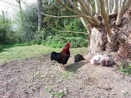 a chicken standing next to a pile of stuffed animals at Gîte à la campagne in Ghissignies