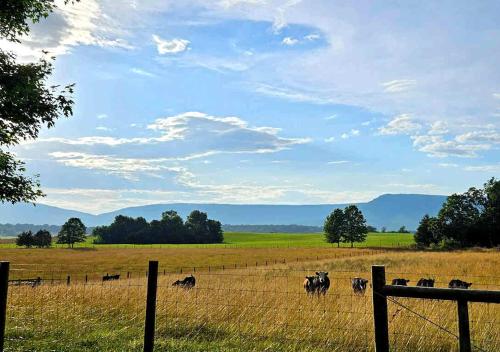 a herd of cows in a field behind a fence at Piney Hill B&B and Cottages in Luray