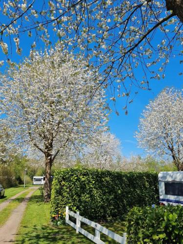 two trees with white flowers in a yard with a fence at Kom heerlijk tot rust in Casa Debonair in Peperga