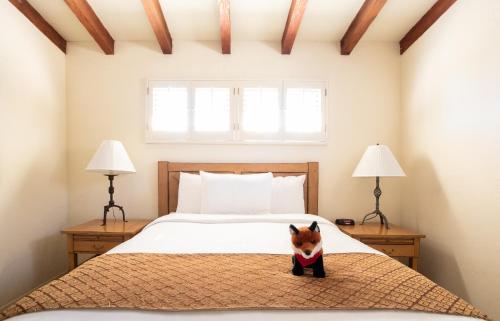 a small dog is sitting on a bed at La Casa Del Zorro Resort & Spa in Borrego Springs