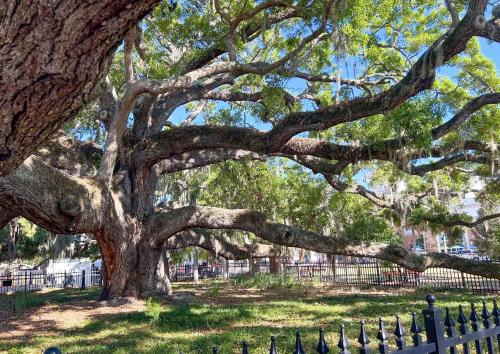 una grande quercia in un parco vicino a una recinzione di NEW! Canopy Cove, Luxury Downtown Apartment Near Main St a Safety Harbor