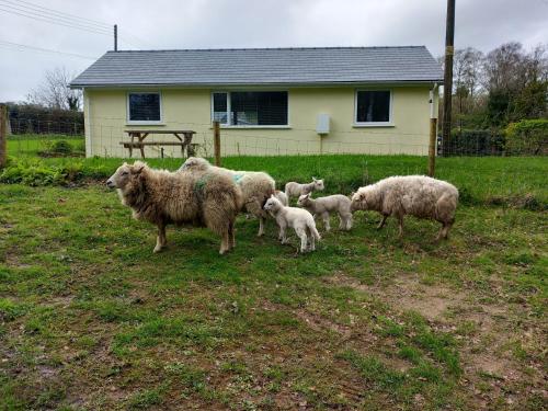 a herd of sheep standing in a field at The Bungalow, Forest of Dean in Coleford