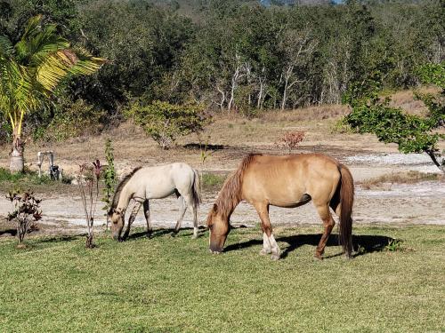 two horses grazing in a field of grass at Hacienda en Los Volcanes in Hacienda Guayabo