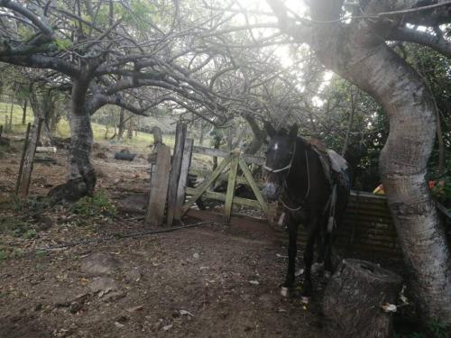 un caballo de pie junto a una puerta bajo un árbol en Cabaña entre montañas, equipada., en La Cruz